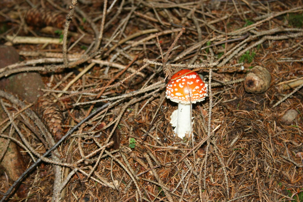 Fliegenpilz beim Knottnkino