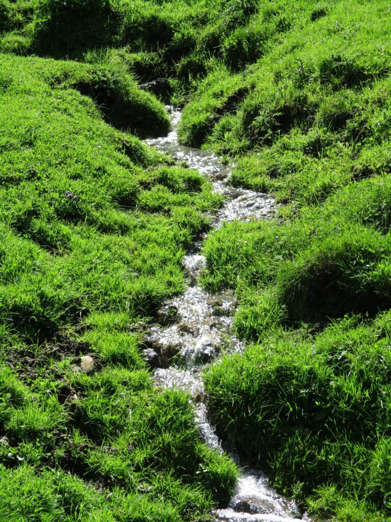 Bergwiese in der Großglockner-Region