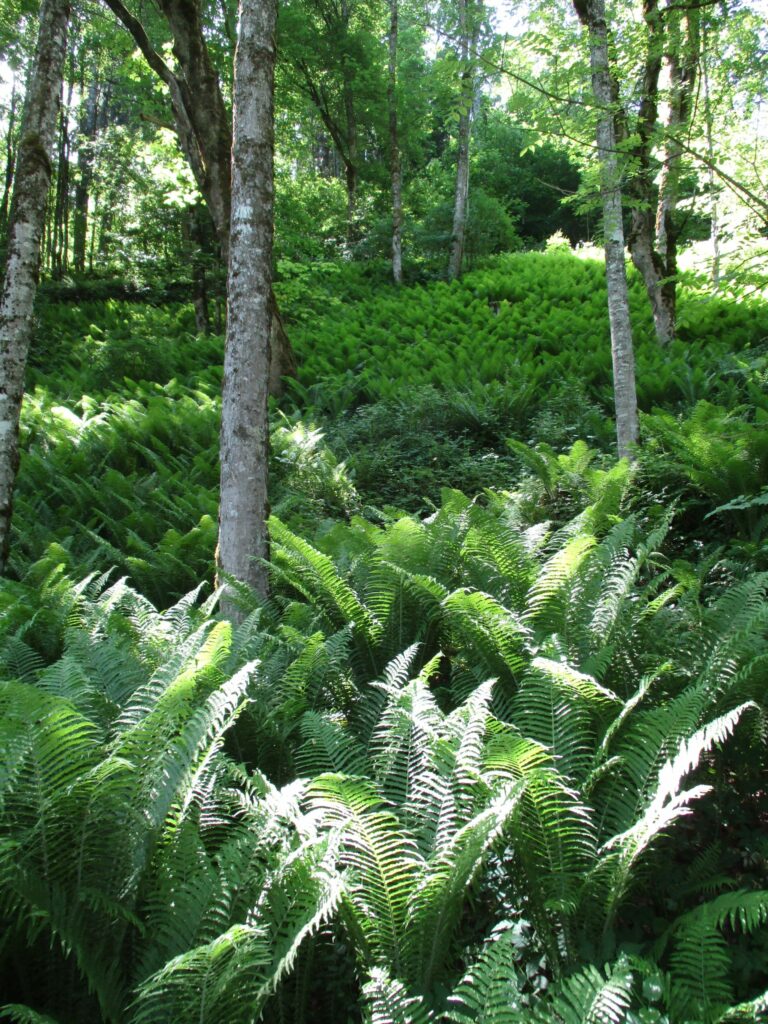 Im Wald bei der hintern Klamm