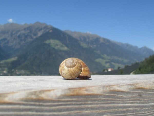 Schneckenhaus beim Knottnkino