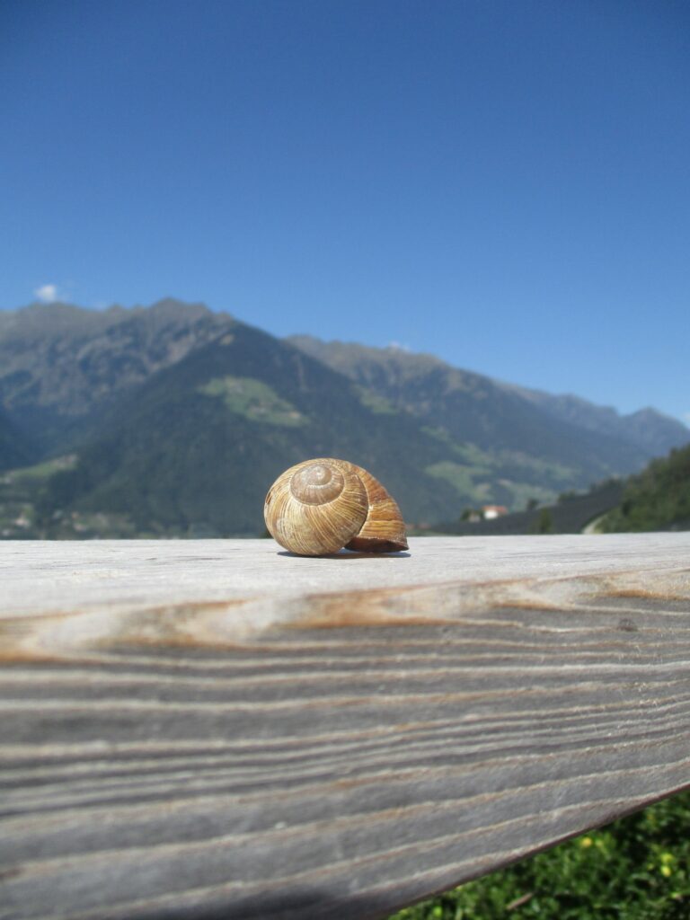 Schneckenhaus beim Knottnkino